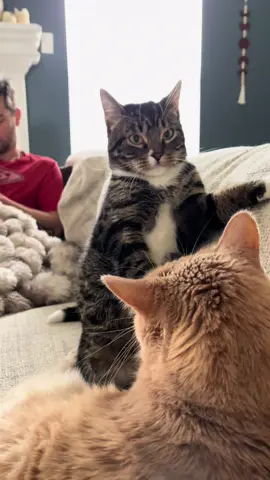 He’s such a little 💩 🤣🤣🤣 #funnycats #cat #dwarfcat #shortking #miketv 