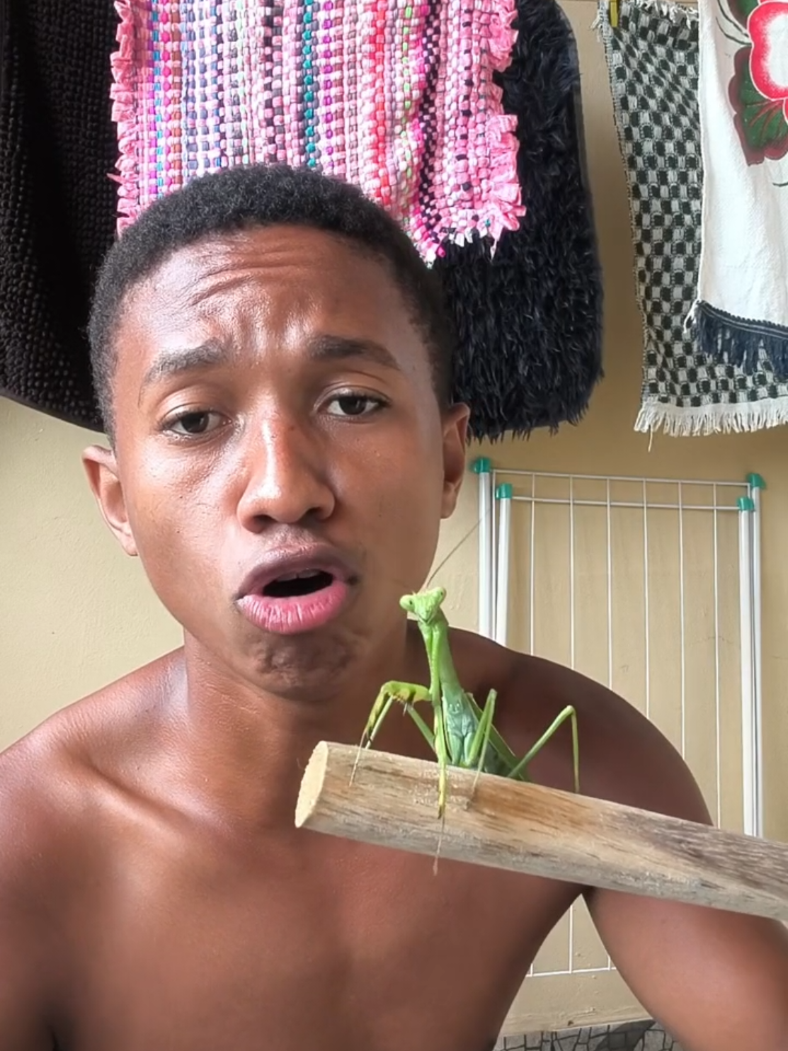 inseto louva Deus #insetos #louvadeus 