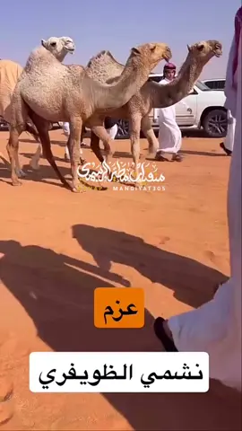 #سناب_منقيات_مطير_الرسمي #دعم_سناب_منقيات_مطير_الرسمي #احمد_قعيد_الشلاحي #المجلسي_منقية_ناصر_المجلسي_المطيري #الشيخ_بدر_بن_حمدان_بن_صمنه 