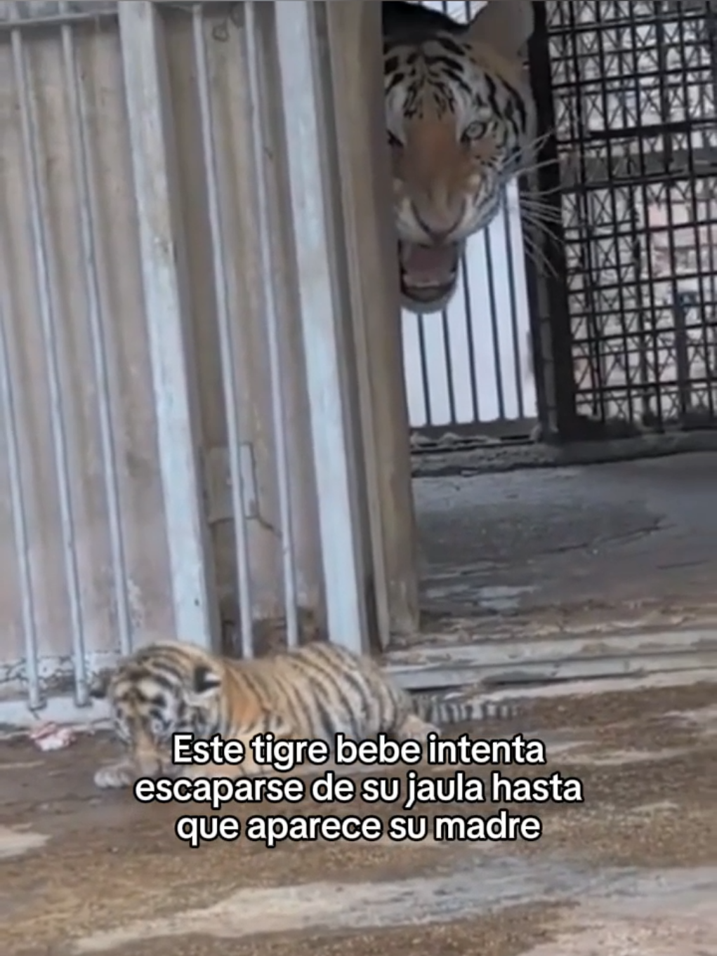 Los animales son increibles #wholesome #animals #animales #mascotas #fyp 