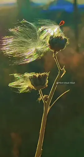 #tusiabrauyug #awkhosiabkawg #manh200? #manhkhaubhlaab #vimyugpluag 