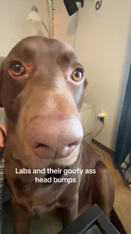 He’s so funny #lab #labsoftiktok #labrador #labradorretriever 