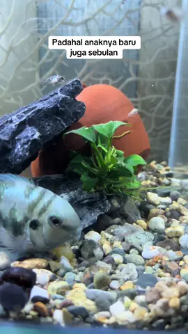 Anaknya masih kecil #ikanbluepolar #aquascapeindonesia #telurikan 