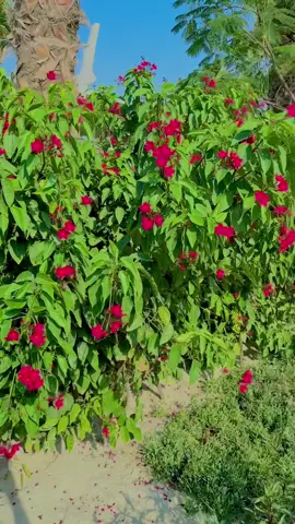 ❤️Explore Shura Island Red Sea Saudi Arabia❤️#creatorsearchinsights #RedSea #Shura #island #saudiarabia 