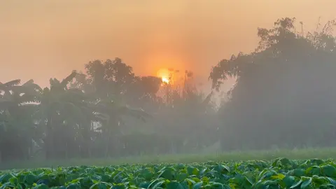 Không Khí Này, Cảm Giác Này Phải Chăng Là Tết Đã Về,Làm Nôn Quá #music #chill #nhachaymoingay #xuhuong #quehuongmientay 