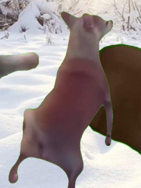 #แมวปุกปุย #แมวนาโร #แมวสโนว์ #เป็ดปี๊ป #หมาจร 