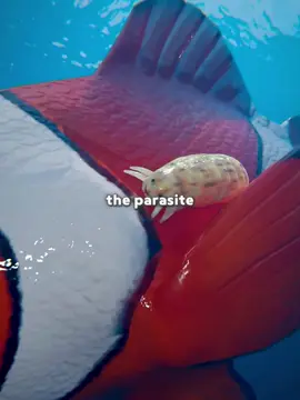 Parasite fish #fish #parasite #fyp 