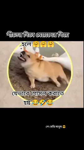 #Funny Cats On Tiktok #viralvideo #foryoupage #🇧🇩♥🇸🇦 