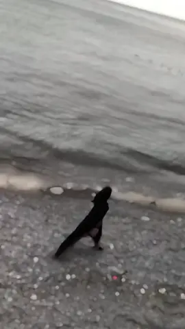 ##canada_life🇨🇦##fyp##foryoupage❤️❤️##badanjudahotehain##🎶🎶🎶🎼🎼🎶🎶🎶🎶🎼🎼🎼 