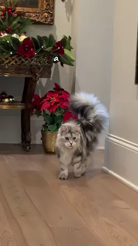 It’s the most wonderful time of the year! 🎄✨❤️ xoxo Winnie #catreels #mainecoon #ChristmasCats #beautifulcats #catlover 