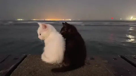 2 kitties chillin (song: ilyTOMMY - angel) #ilytommy #hoodtrap #catsoftiktok #aesthetic #tiktok 