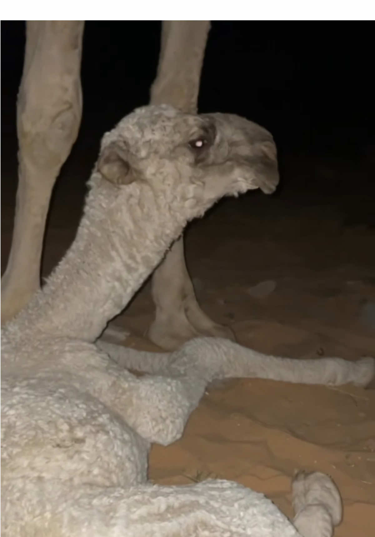 تبارك الله.#البل #عطايا_الله🐪 #الصياهد 