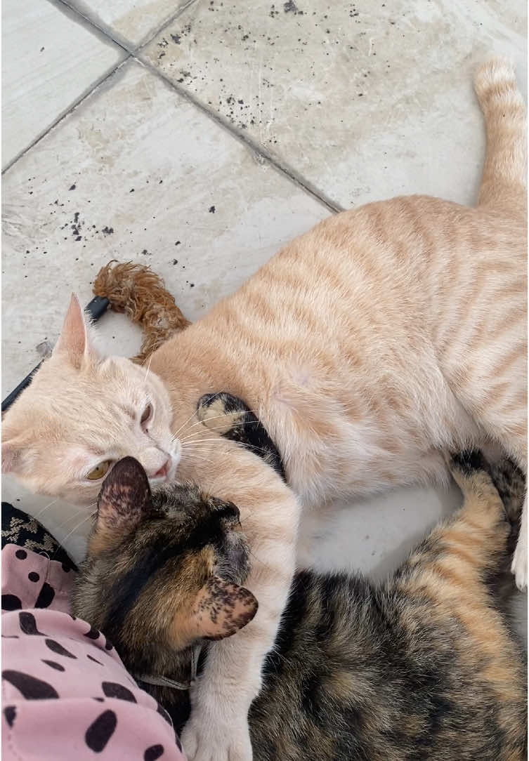 #sleepydota #xyzbcafypシ #fyp #fyppageforyou #ceritadotafamily #catsoftiktok #kucing #masukberandafyp #xybca 