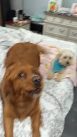 My favorite influensters 🤪. The dynamic duo! 🤦🏼‍♀️#dogsoftiktok #1000lbsisters #spoileddog #funnydogs #ilovedogs 