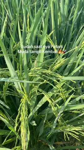 Halo halo#petanimilenial #petaniindonesia🇮🇩🇮🇩🇮🇩🌿🌿 #fyp #petanimuda #petani 