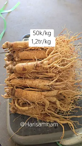 Sâm già ngon ơi la ngon . Ngâm mật , ngâm tửu , hầm gà , hầm xu.ơng , canh , lẩu.vv... #sâmhangiare #Harisamnam #Sâmhan #Samtuoi 