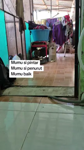 mumu baby beruk lucu dan menggemaskan#fyp #fyp 