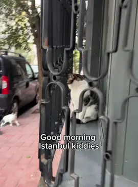 Say hello to strange cats and see how they react #cat #funnycat #cats #funnyvideos #fyp 