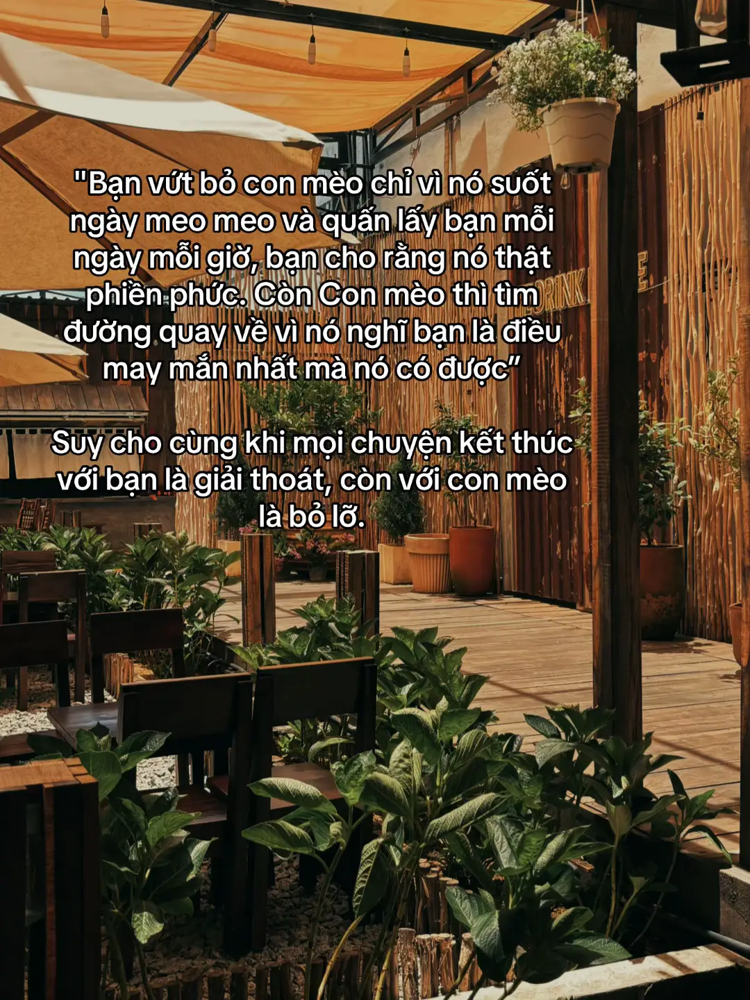 ở đây không chỉ nói con mèo #fyp #xh 