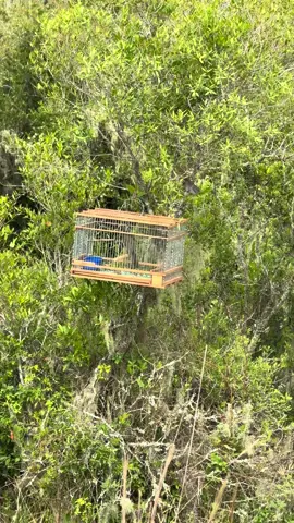 #avesargentinas #trincaferro #passaros #campo 