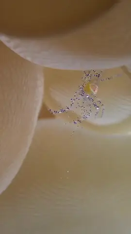 #محمداحمدالصبيحي 