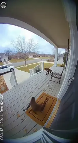 #king von#monkey #dahood #fyp#blowthisup 