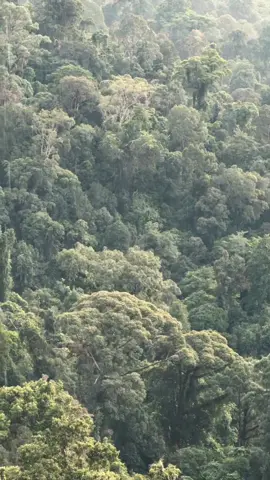 Pertama ngeliat burung yang hampir punah dari ketinggian air terjun terinting. “Burung Enggang” adalah burung yg paling setia sama pasangannya tapi kali ini dia terbang sendirian❤️ #burungenggang #airterjunterinting #landak #kalbar 