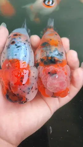 #rancutinytail #kokiindonesia #ikanhiassemarang #maskokiranchu #ikankokicantik 