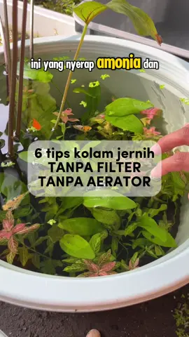 Jernih tanpa filter tanpa aerator ? Bisa banget 👍 Kuncinya sabar di awal, biarin ekosistemnya kebentuk dulu. Air jernih itu hasil proses, bukan sulap 😆 #kolamjernih #aquascapeindonesia #ikanhiasindo #tipsaquarium #kolamoutdoor 