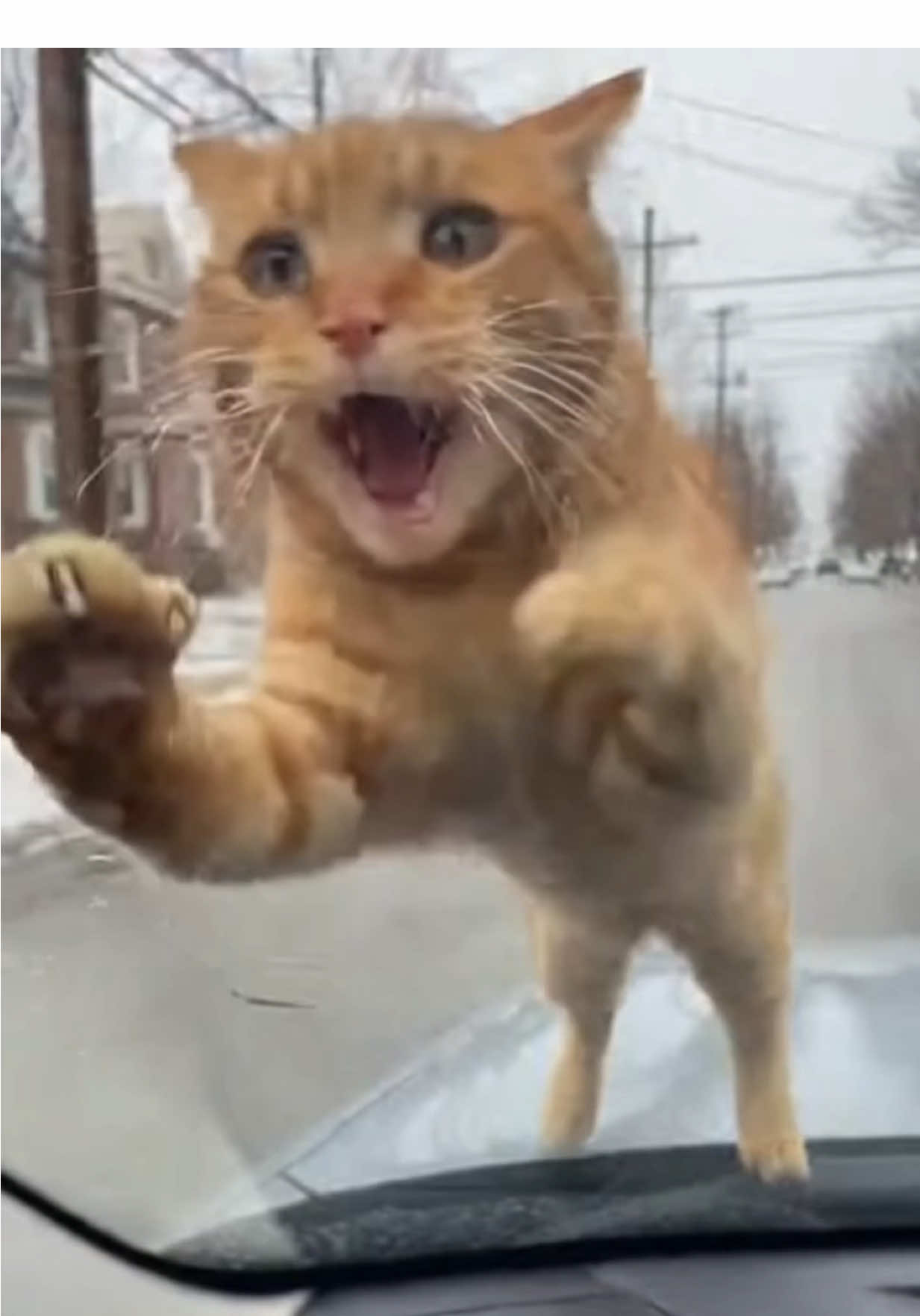 猫：气死我了，到嘴的鸭子飞了😡 #cat 