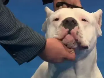 dog shows pt.2 #fypviral #dogedits #dogsoftiktok #nationaldogshow2025 