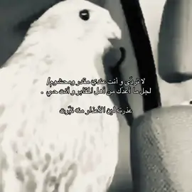 #explore #fyp #قصيد 