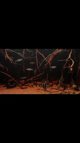 Sau một ngày dài chỉ bao nhiu đây là đủ#aquarium #biotopeaquarium #myaquarium #blackwater #altumangelfish 