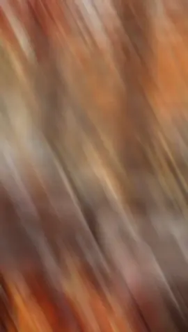 Adiós noviembre 😌 bienvenido Diciembre ✨ #CapCut 