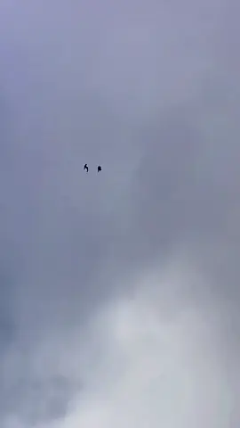 Belajar terbang 🔥 #bismillahfyp #merpatilovers #merpatiplontangindonesia #merpatiputih 