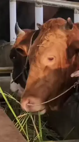 penggemuk sapi dan kambing #nawasena #penggemuksapi #penggemukkambing #ternak #ternaksapi 