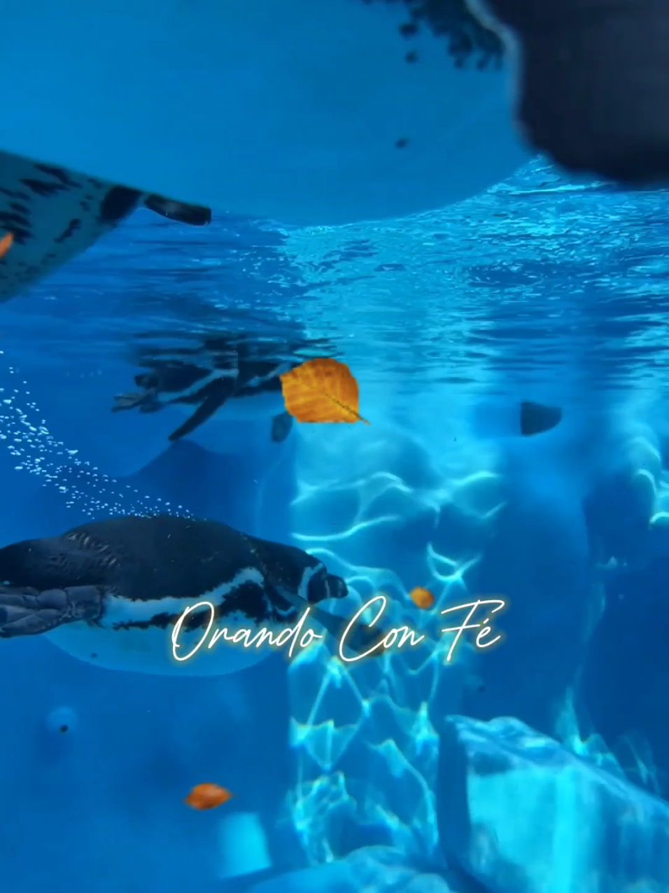 oracion de la mañana Mi buen Dios, el último día del mes ha llegado, y venimos delante de Ti con un corazón lleno de gratitud, porque nos has permitido llegar hasta este día. Gracias por cada amanecer que nos regalaste, y por cada enseñanza que sembraste en nuestras vidas durante todo este mes. Reconocemos que nada de lo que hemos logrado ha sido por nuestras fuerzas, sino por Tu gracia que siempre nos acompaña. En este último día del mes, ponemos ante Ti todo lo vivido: las alegrías que nos hicieron sonreír, las lágrimas que purificaron nuestra alma, y los momentos de silencio donde nos hablaste al corazón. Te pedimos, Padre, que hoy renueves nuestras fuerzas y que tomes el control de cada paso que daremos. Que Tu presencia cubra nuestro hogar, nuestra familia y nuestro trabajo. Cerramos este mes con gratitud y lo entregamos completamente en Tus manos. Prepara nuestro corazón para lo que viene y abre puertas que nadie pueda cerrar. #oracionespoderosas  #oraciondelamañana  #videoscristianos  #oraciondehoy  #oracióndelamañana 