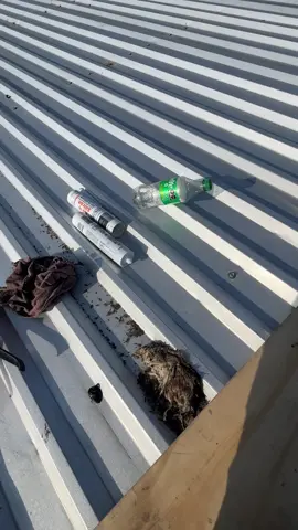 Crujiente #asmr #trabajoduro 