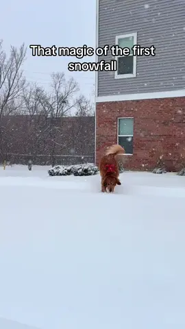Pure Joy ❤️ #goldenretriever #dogsoftiktok #viral_video #christmas #bulgariantiktok 