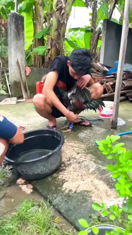 🔥#fyp #ayampama #ayambangkoksuper #ayammangon #peternakmuda 