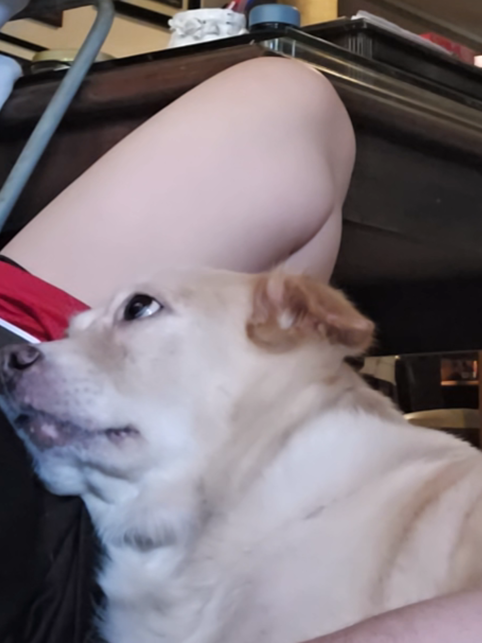 Sundays 🧡 #dog #cute #Love 