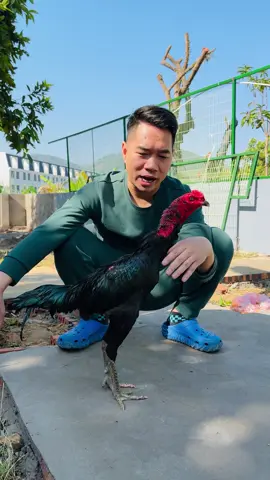 Ô chân xanh mắt ếch cựa đen