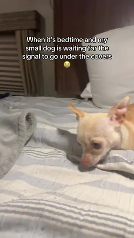 It’s go time Emmy 😂 #fyp #trashygas #gio #emmy #dog 