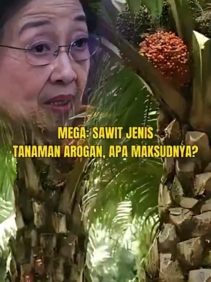 Presiden ke-5 RI Megawati Soekarnoputri miris melihat perluasan kebun kelapa sawit. Menurutnya tanaman kelapa sawit adalah jenis tanaman yang arogan, lantaran tidak masuk dalam jenis tumbuhan multikultural. Seperti apa detail maksud Megawati? Tonton penuturan selengkapnya dalam Dokumenter #MerawatPertiwi di kanal Youtube KompasTV. ▶ Nonton di sini: https://bit.ly/merawatpertiwiepisode2