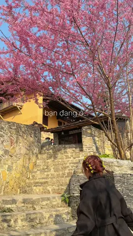 Hà Giang chuẩn bị vào mùa hoa Mai Anh Đào đẹp nhất trong năm🌸🍃 Tháng 1 lên lịch Hà Giang cùng chúng mình nha #travel #traveltiktok #traveling #phuot #hagiang #hagiangloop #phuothagiang #maianhdao 