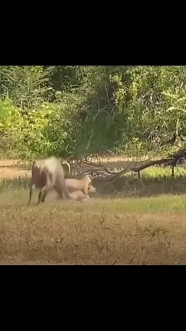 Mama to the rescue!!! 👏🏽🙏🏽 #elleafricasafaris #elleafricasafari #safari #africanwildlife #wildlife 