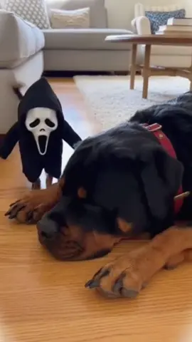 #funnydogs #dogsoftiktok #fyp #funnyvideos #dogs 