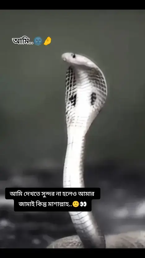 জামাই 💘 বউ..🌚🤌