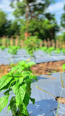 25 hst punya petani tiktok🤣#petanicabai🌶️🌶️🌶️ #petanimuda #petaniindonesia🇮🇩🇮🇩🇮🇩🌿🌿 #sragen24jam #CapCut 