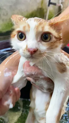 Part 2 mandhiiii paghiiiii 👹🤗   note:mas como ga mandi setiap hari,ini adalah beberapa take video dalam satu kejadian yaaa,jadi stop bilang mas como mandi setiap hari 🤗🥹  #ftypシ #como #cat #kucing #kucinglucu 
